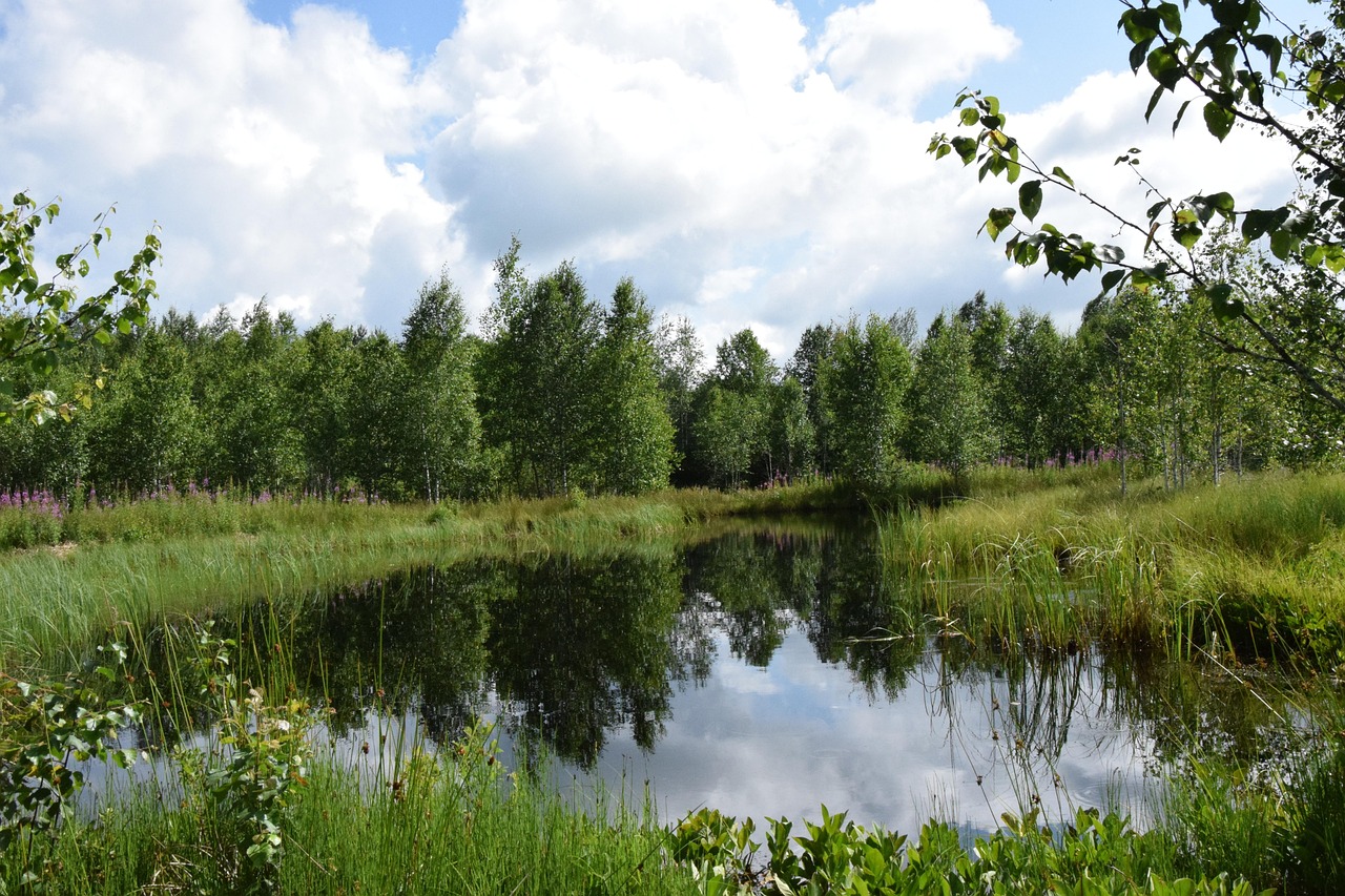 Effondrement de la biodiversité: suivis et contrôles des mesures compensatoires ne sont pas à la hauteur